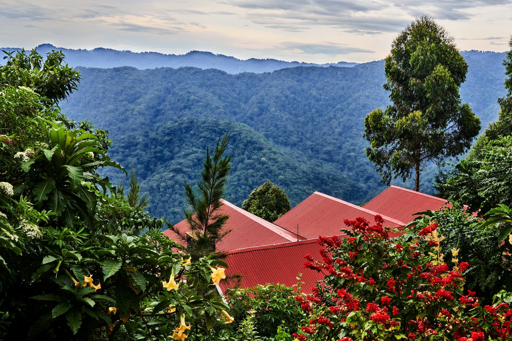 Nkuringo Gorilla Forest Lodge