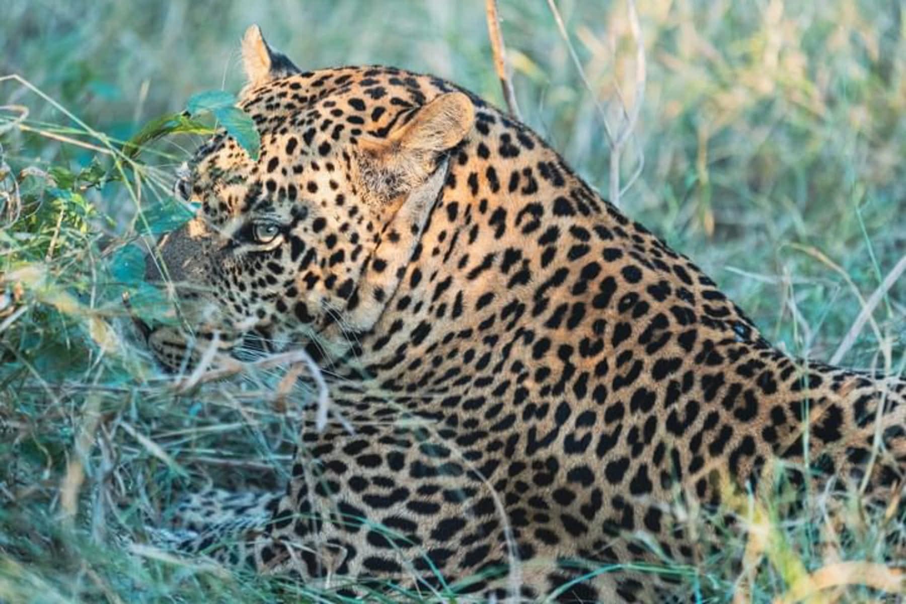11 Days / 10 Nights Tanzania-Kenya Great Migration Luxury Safari