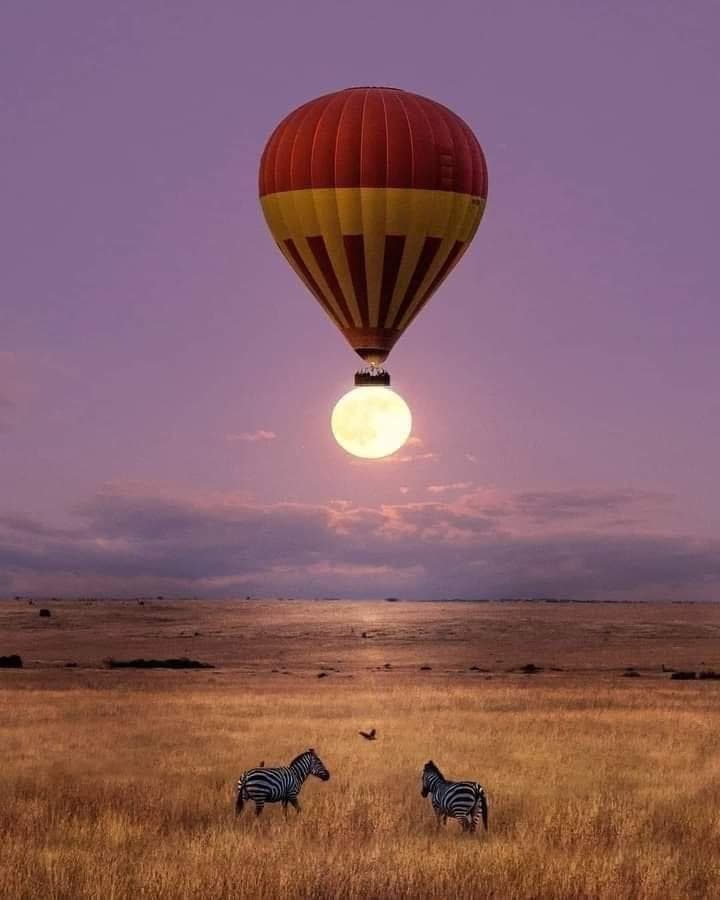 Hot Air Balloon Safaris - Safari experience showcasing A Magical Aerial Safari Experience in East Africa