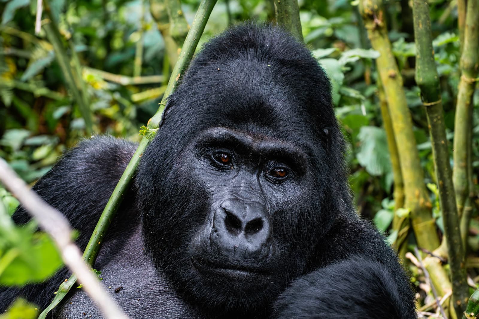Rwanda