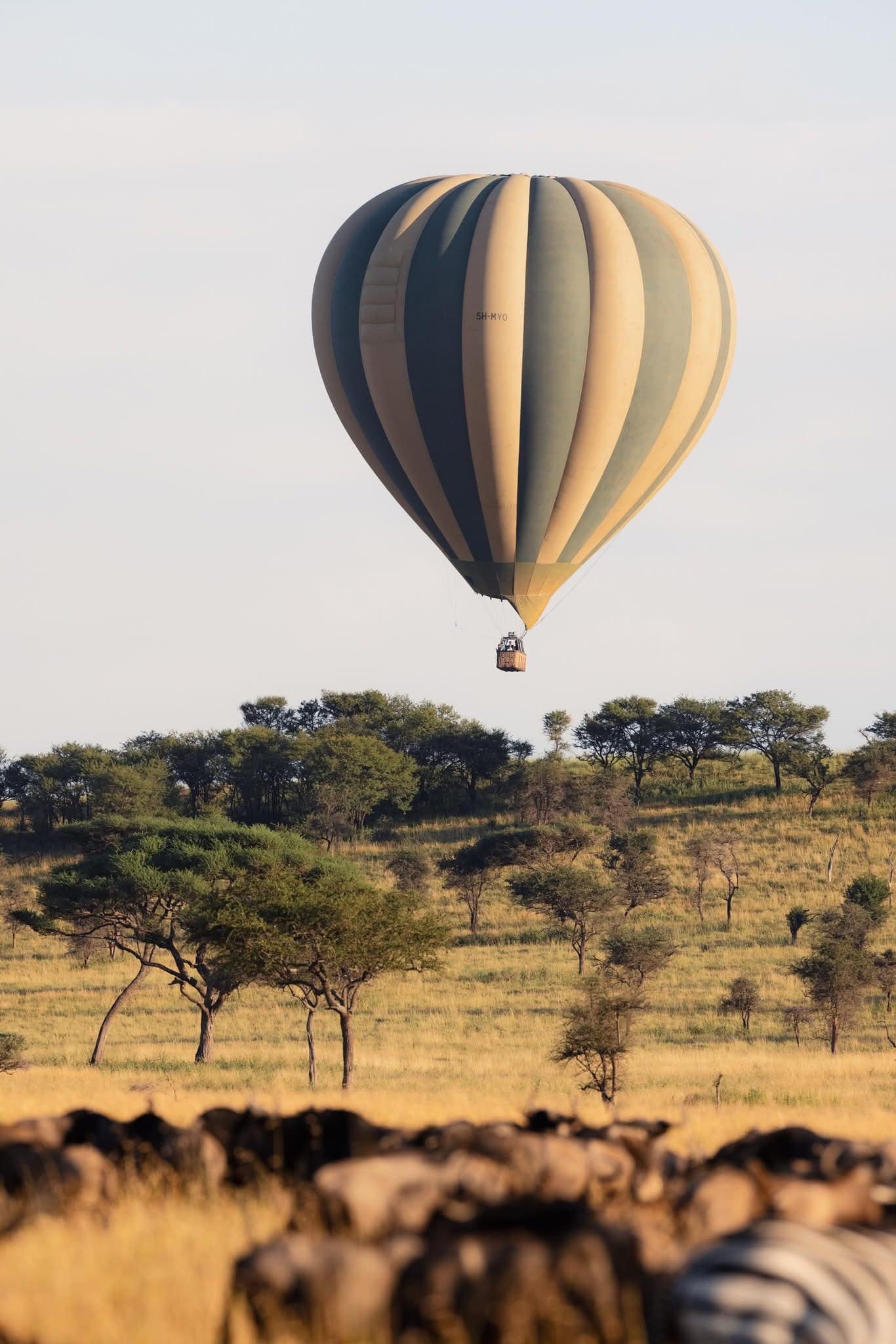 Hot Air Balloon Safaris - Safari experience showcasing A Magical Aerial Safari Experience in East Africa