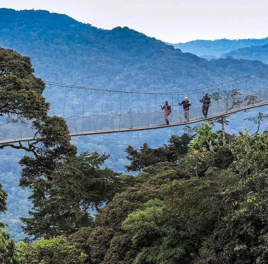 Canopy Walkways - Safari experience showcasing A High-Flying Safari Adventure in East Africa