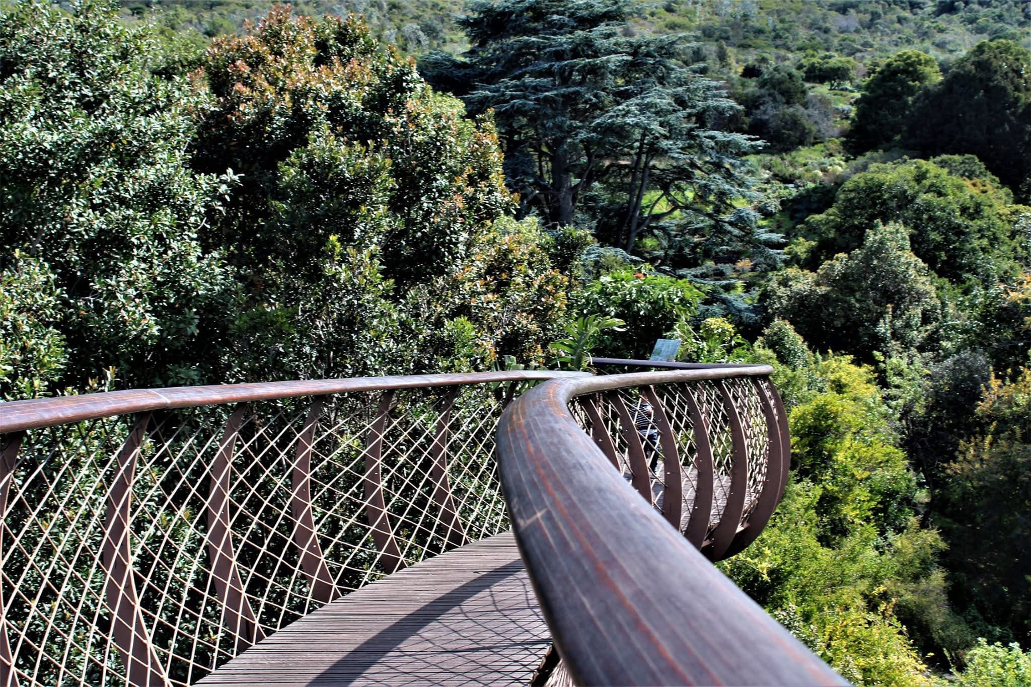 Canopy Walkways - Safari experience showcasing A High-Flying Safari Adventure in East Africa