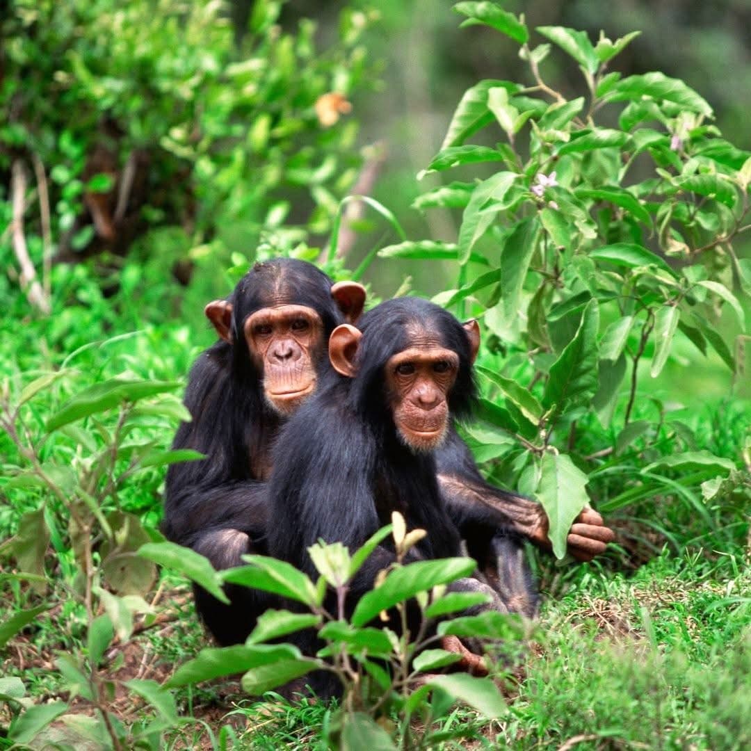 Chimpanzee Trekking - Safari experience showcasing A Thrilling Primate Safari in East Africa in East Africa