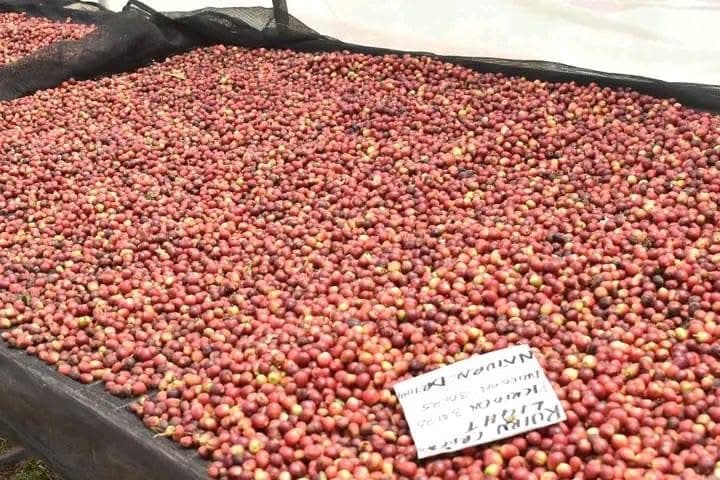 Coffee Tours - Safari experience showcasing A Unique Safari Experience in East Africa