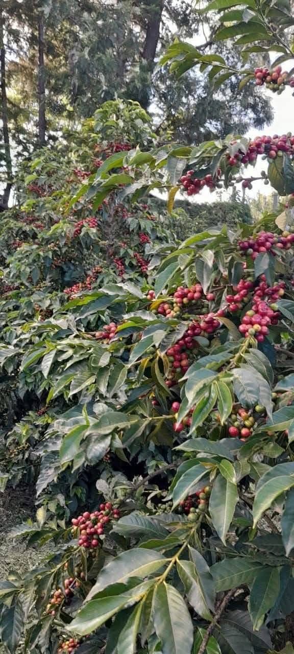 Coffee Tours - Safari experience showcasing A Unique Safari Experience in East Africa