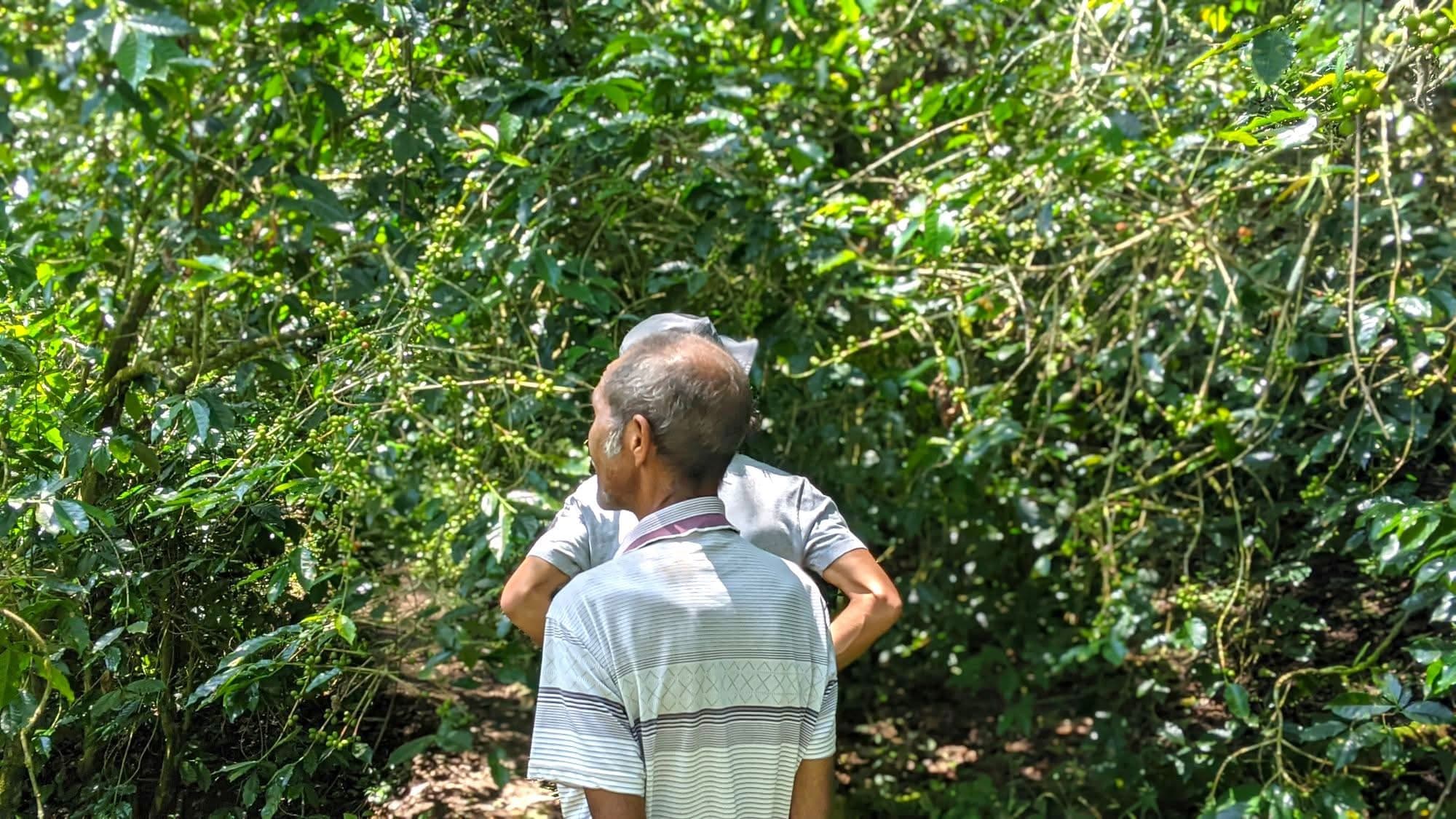 Coffee Tours - Safari experience showcasing A Unique Safari Experience in East Africa