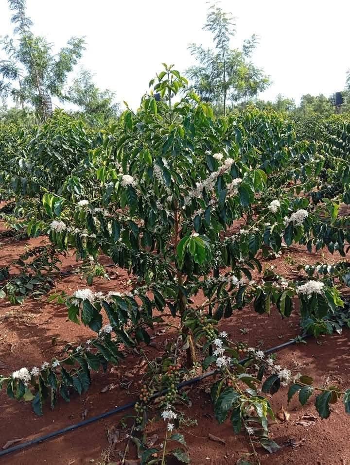 Coffee Tours - Safari experience showcasing A Unique Safari Experience in East Africa