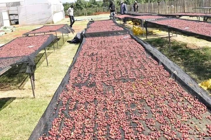 Coffee Tours - Safari experience showcasing A Unique Safari Experience in East Africa