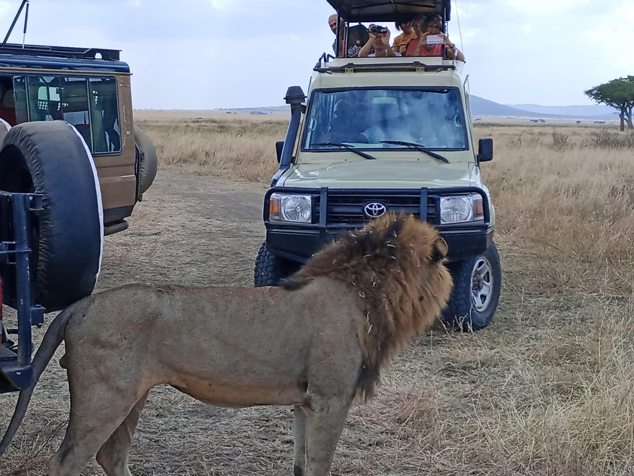 Day Game Drives - Safari experience showcasing The Ultimate Safari Adventure in East Africa