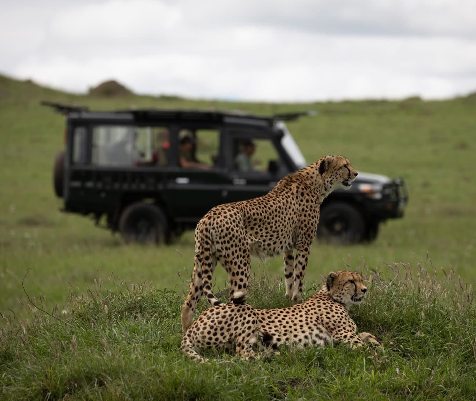 Day Game Drives - Safari experience showcasing The Ultimate Safari Adventure in East Africa