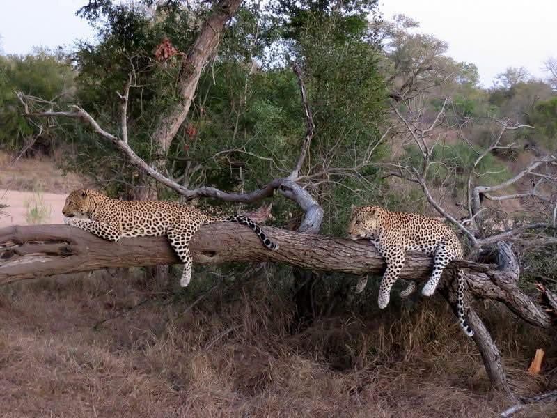 Day Game Drives - Safari experience showcasing The Ultimate Safari Adventure in East Africa