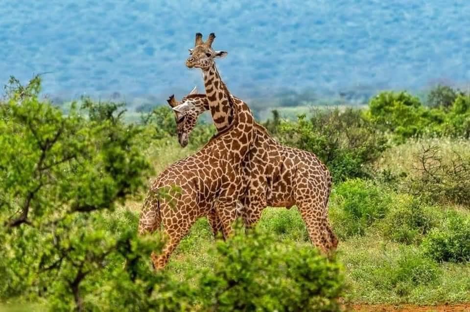 Day Game Drives - Safari experience showcasing The Ultimate Safari Adventure in East Africa