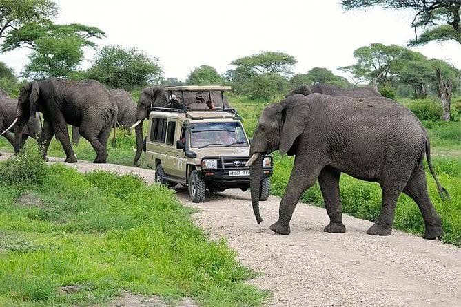 Day Game Drives