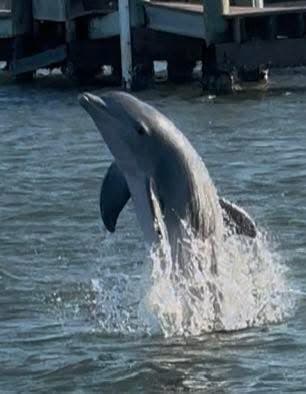 Dolphin Watching - Safari experience showcasing A Safari on the Open Sea in East Africa