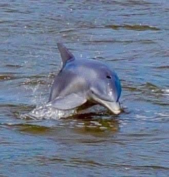 Dolphin Watching - Safari experience showcasing A Safari on the Open Sea in East Africa