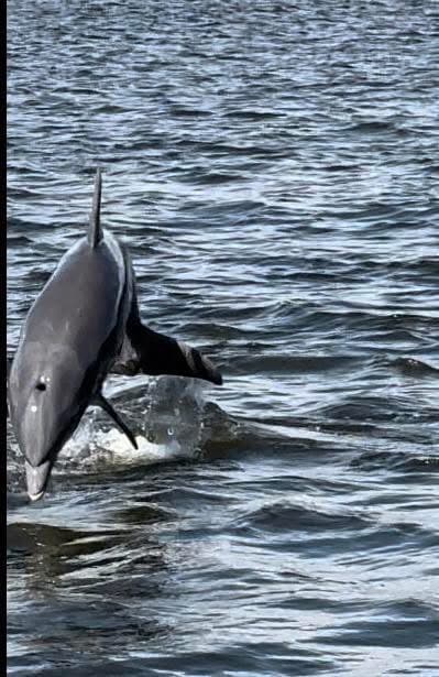 Dolphin Watching - Safari experience showcasing A Safari on the Open Sea in East Africa