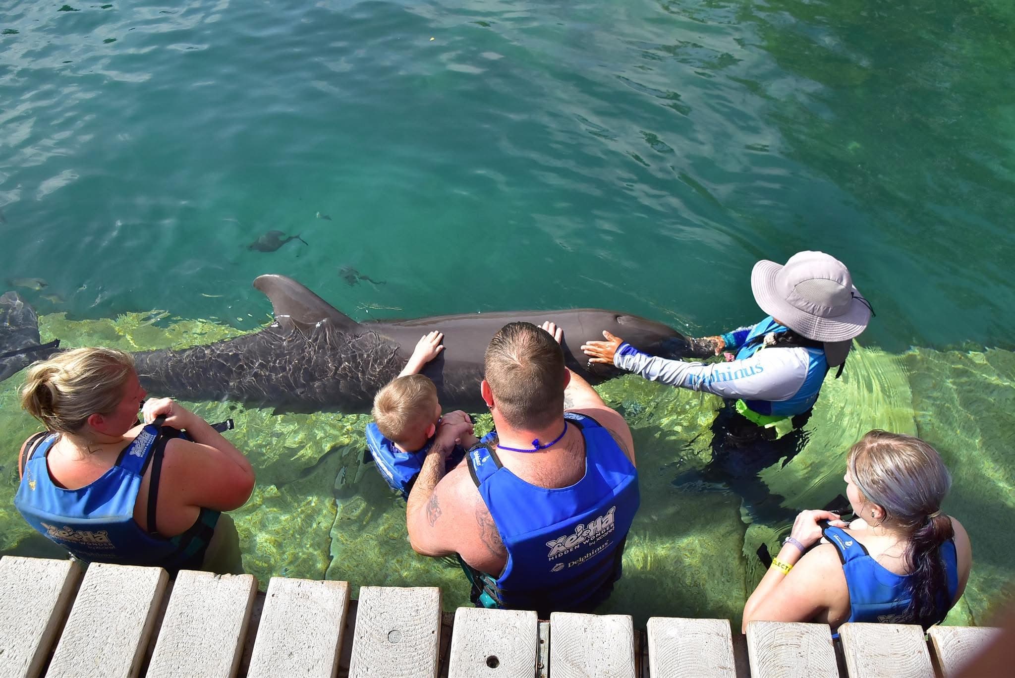 Dolphin Watching - Safari experience showcasing A Safari on the Open Sea in East Africa