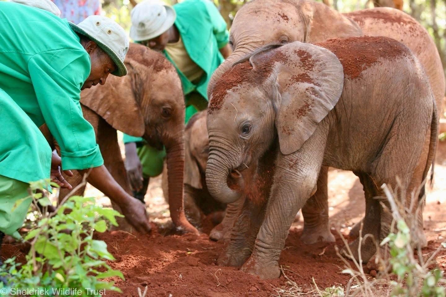 Elephant Sanctuary Visits - Safari experience showcasing A Conservation Safari Experience in East Africa
