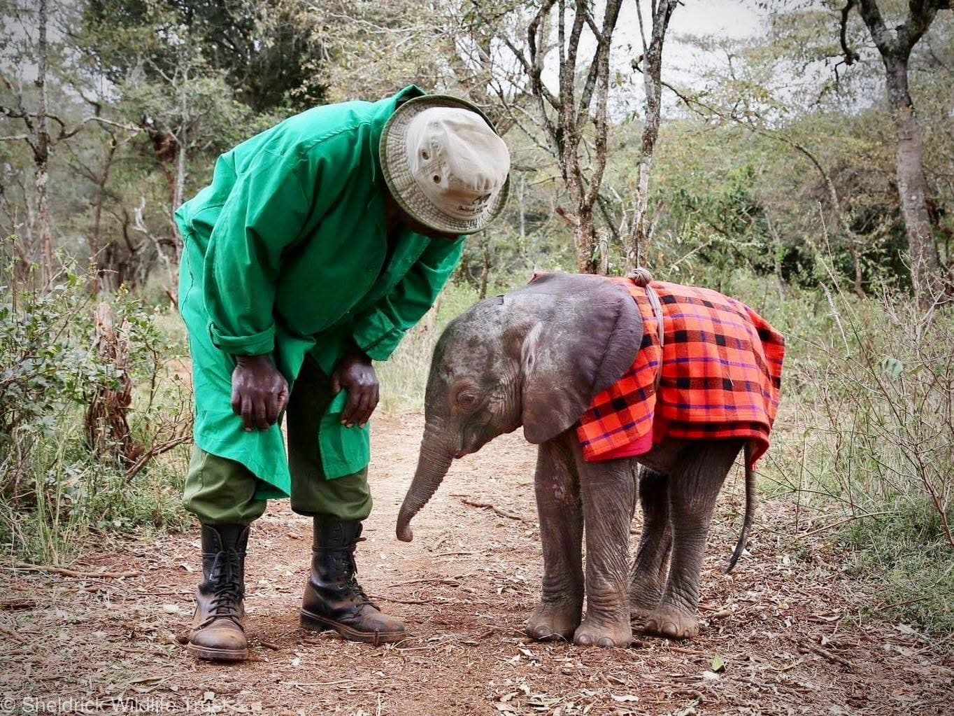Elephant Sanctuary Visits - Safari experience showcasing A Conservation Safari Experience in East Africa