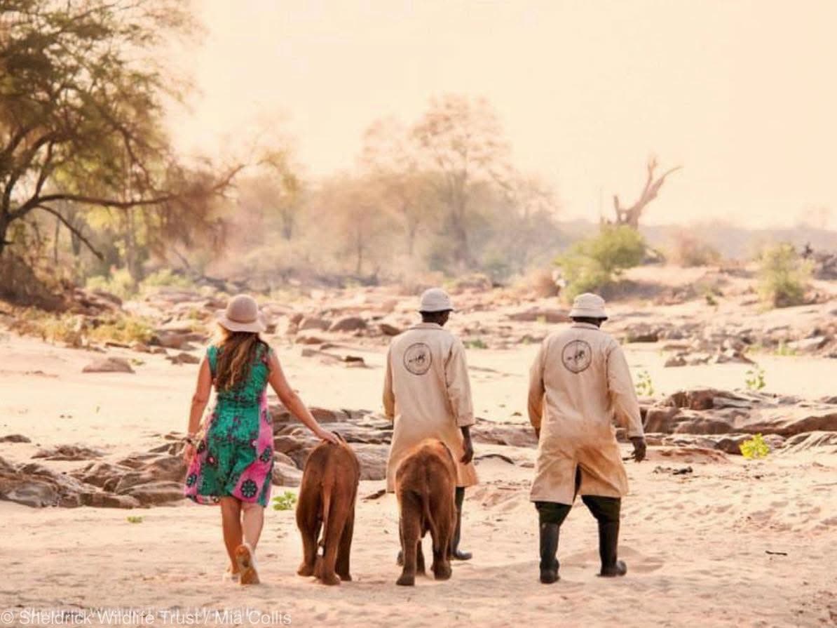 Elephant Sanctuary Visits - Safari experience showcasing A Conservation Safari Experience in East Africa