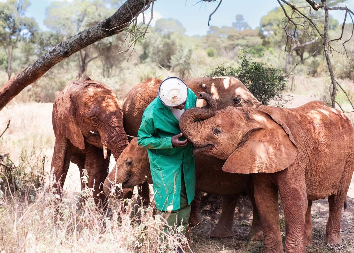 Elephant Sanctuary Visits - Safari experience showcasing A Conservation Safari Experience in East Africa