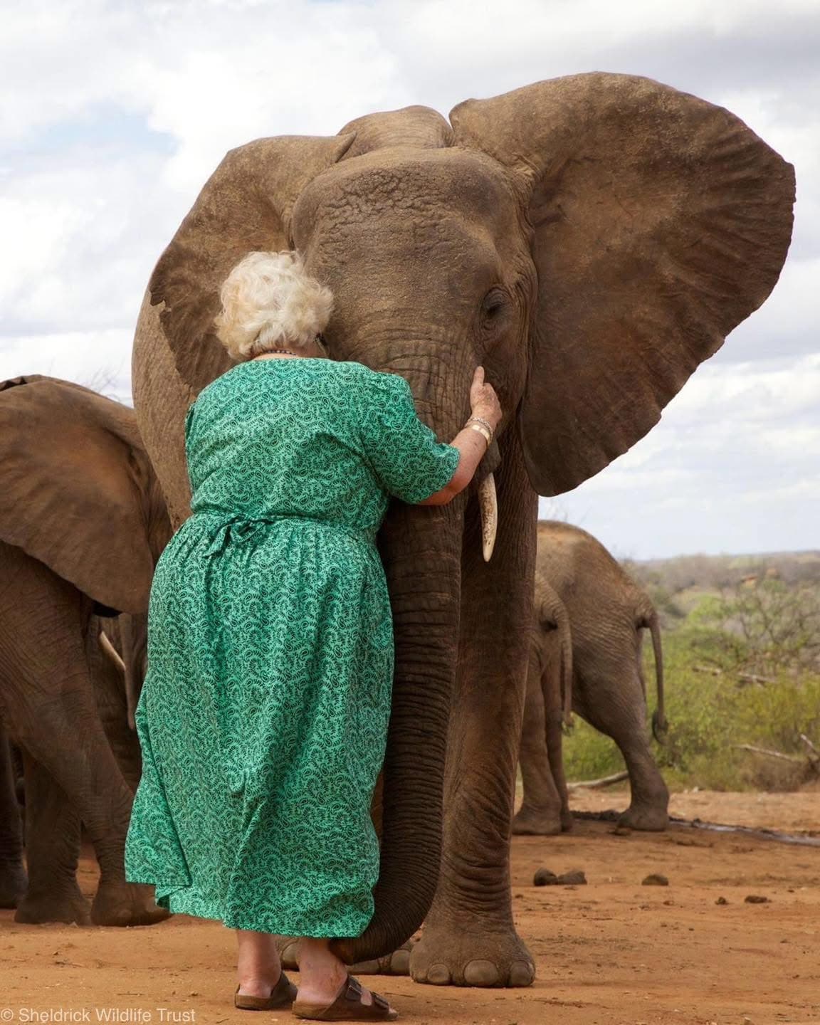 Elephant Sanctuary Visits - Safari experience showcasing A Conservation Safari Experience in East Africa