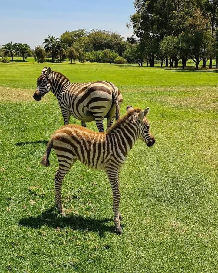 Golf Safaris - Safari experience showcasing Where Luxury Meets the Wild in East Africa