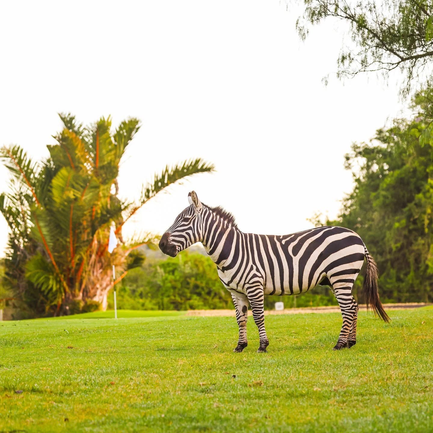 Golf Safaris - Safari experience showcasing Where Luxury Meets the Wild in East Africa