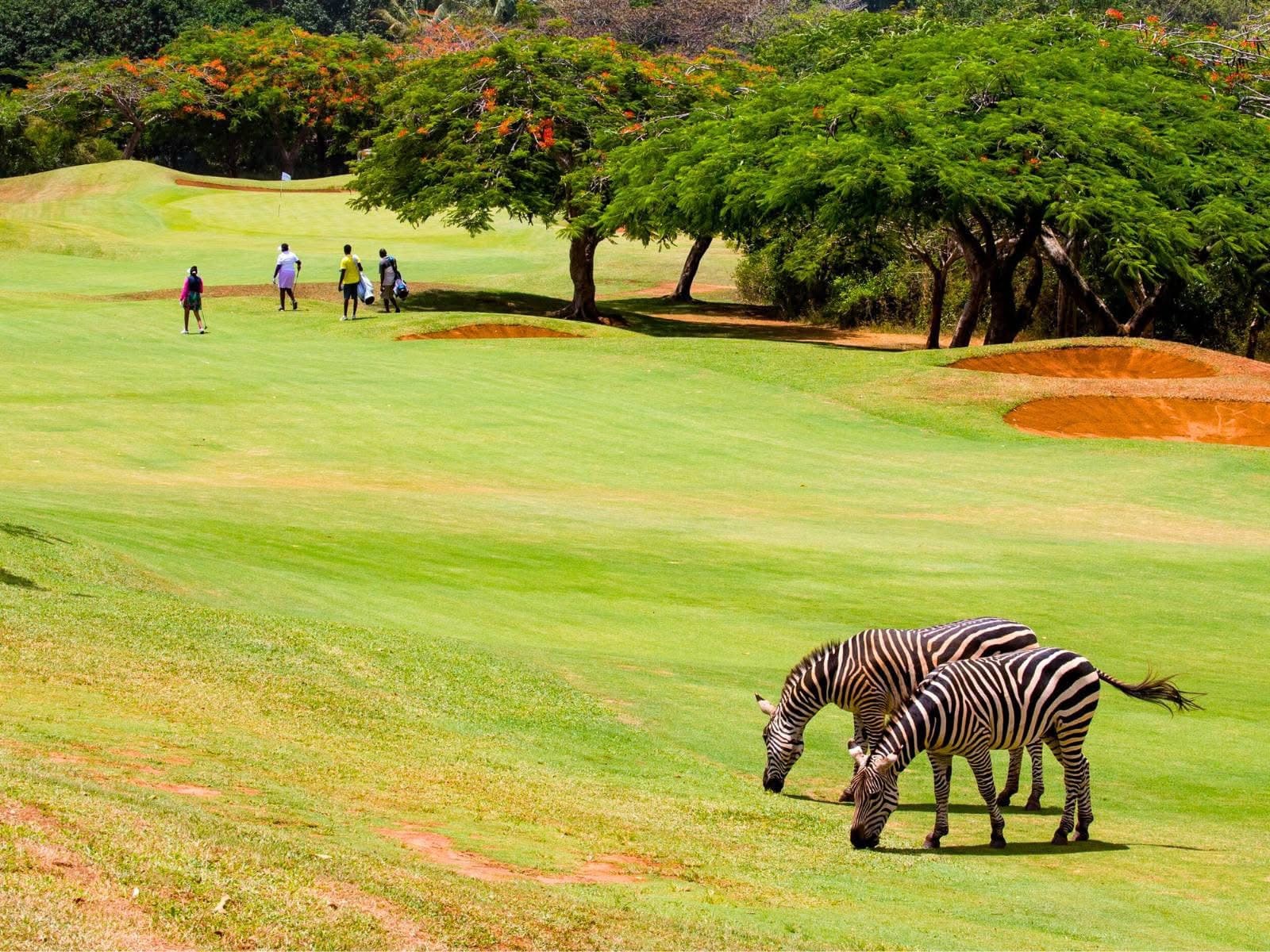 Golf Safaris
