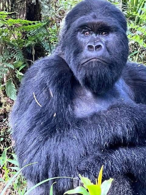 Gorilla Trekking - Safari experience showcasing A Once-in-a-Lifetime Safari Experience in East Africa