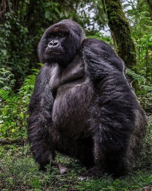 Gorilla Trekking - Safari experience showcasing A Once-in-a-Lifetime Safari Experience in East Africa