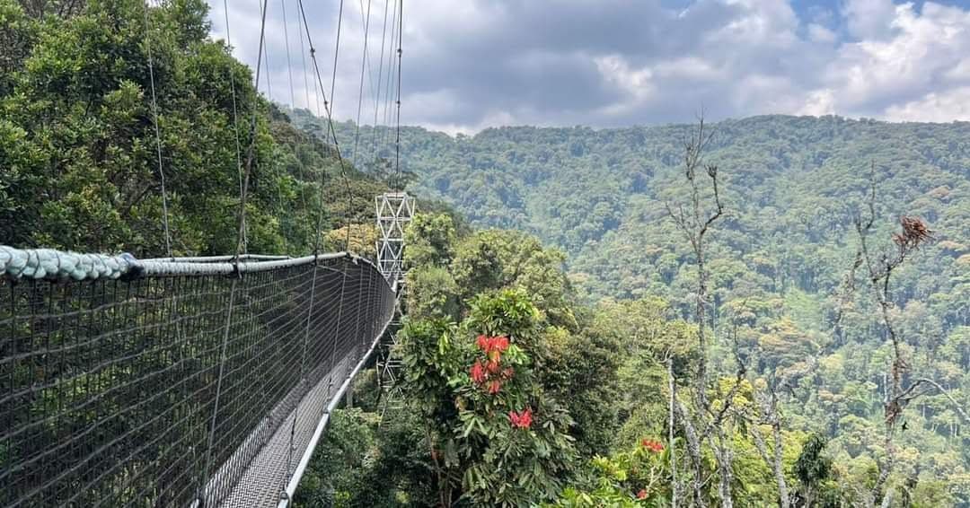 Gorilla Trekking - Safari experience showcasing A Once-in-a-Lifetime Safari Experience in East Africa