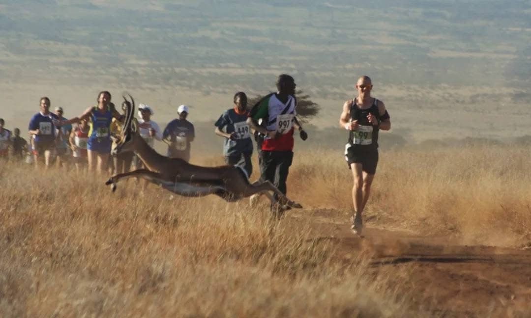 Guided Running Safaris - Safari experience showcasing A Thrilling Wildlife Adventure in East Africa