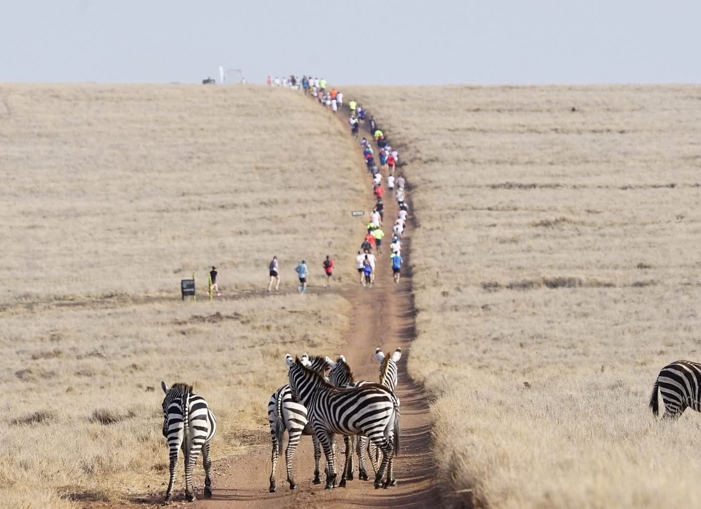 Guided Running Safaris - Safari experience showcasing A Thrilling Wildlife Adventure in East Africa