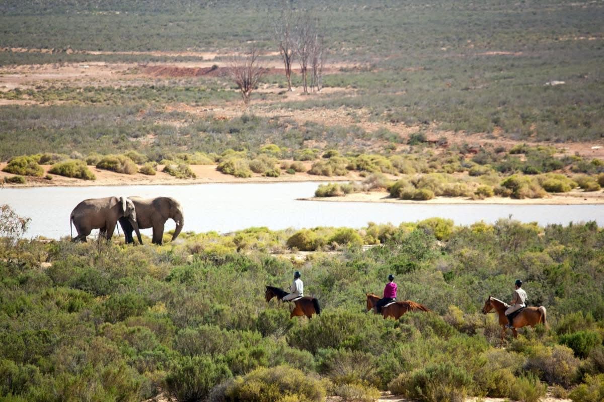 Horse Riding Safaris - Safari experience showcasing A Thrilling Safari on Horseback in East Africa
