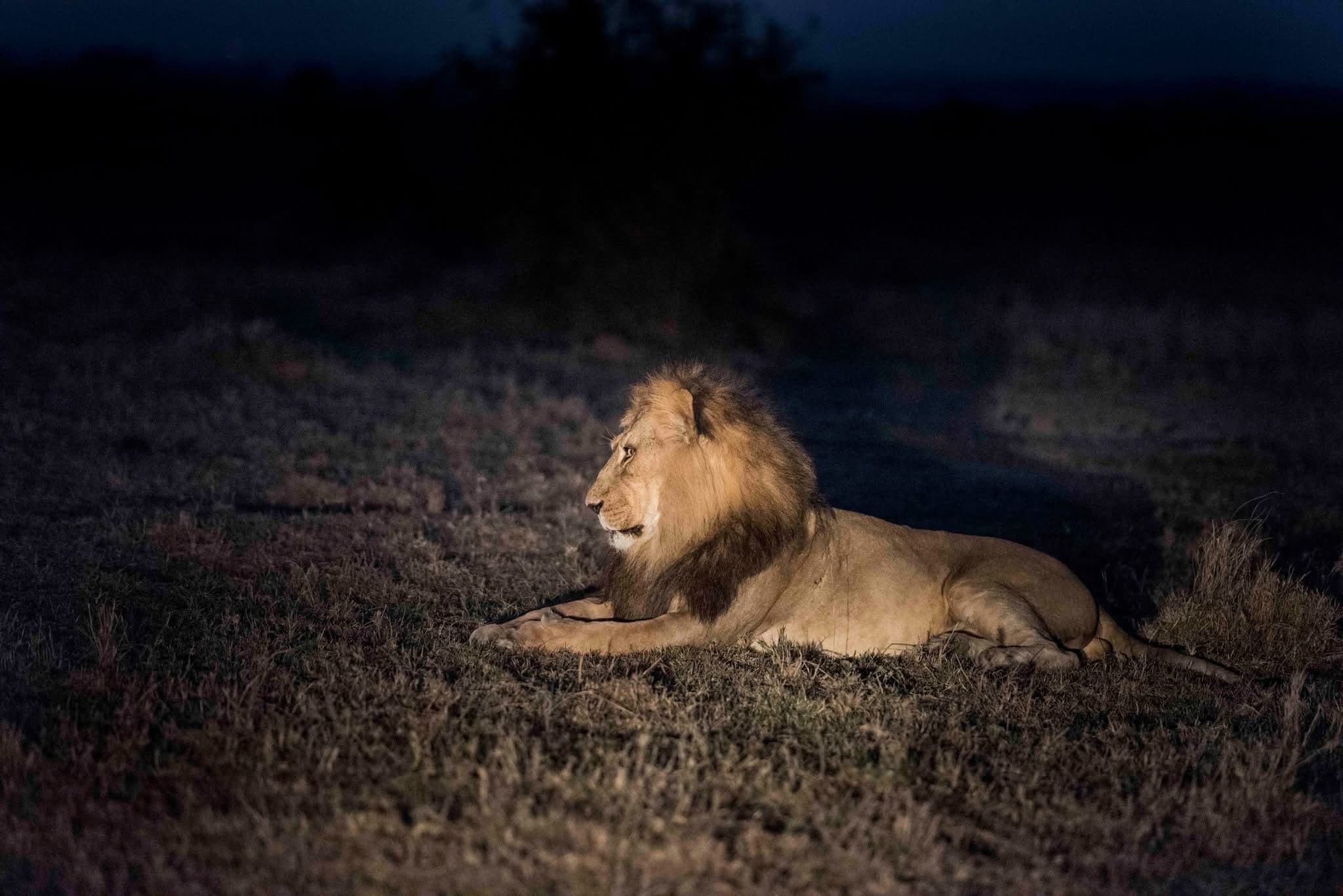 Night Game Drives - Safari experience showcasing A Nocturnal Safari Adventure in East Africa
