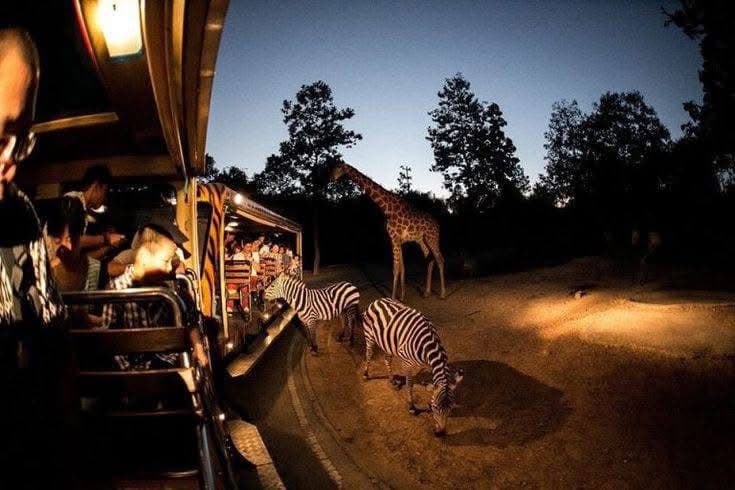 Night Game Drives - Safari experience showcasing A Nocturnal Safari Adventure in East Africa