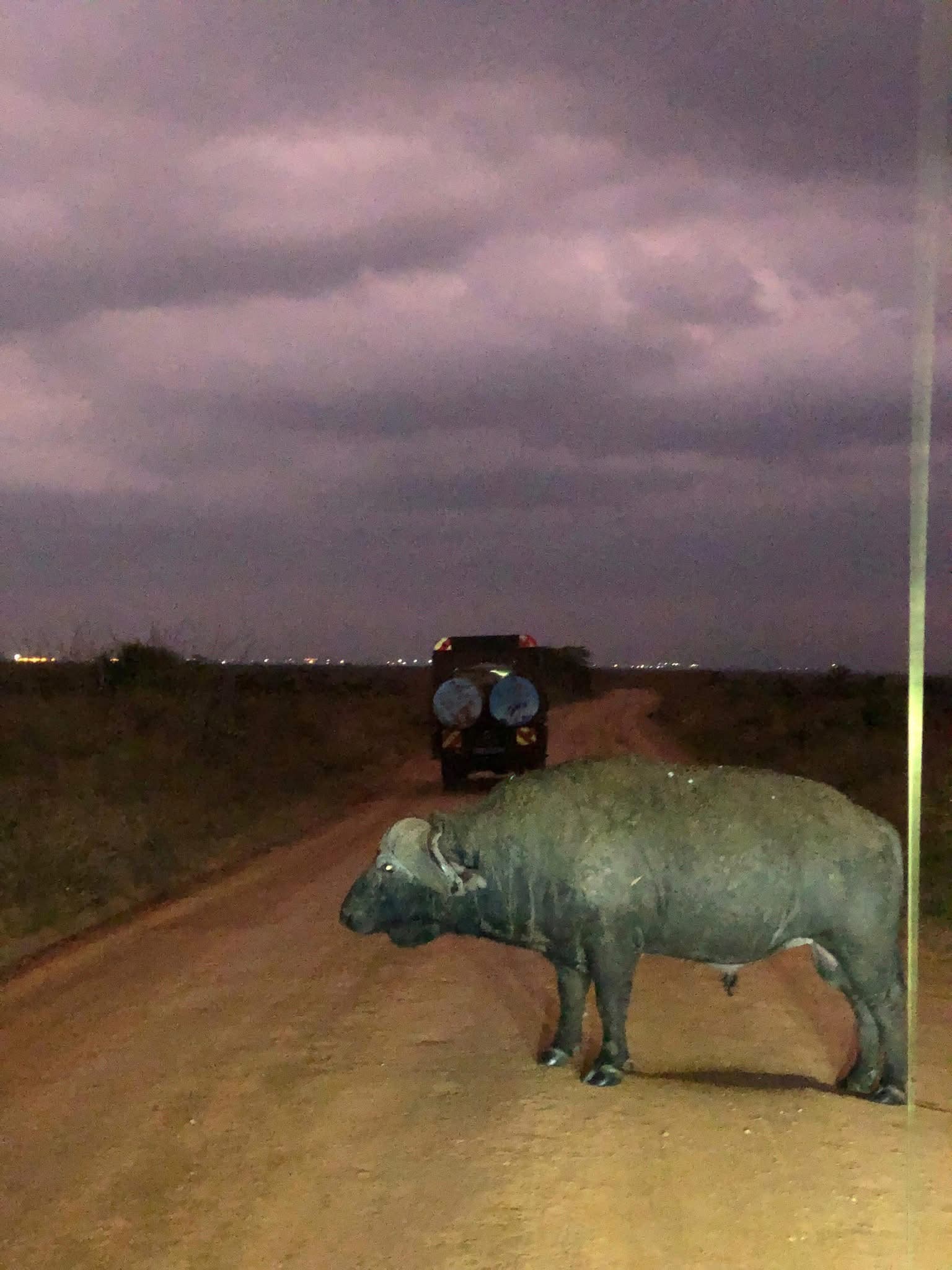 Night Game Drives - Safari experience showcasing A Nocturnal Safari Adventure in East Africa