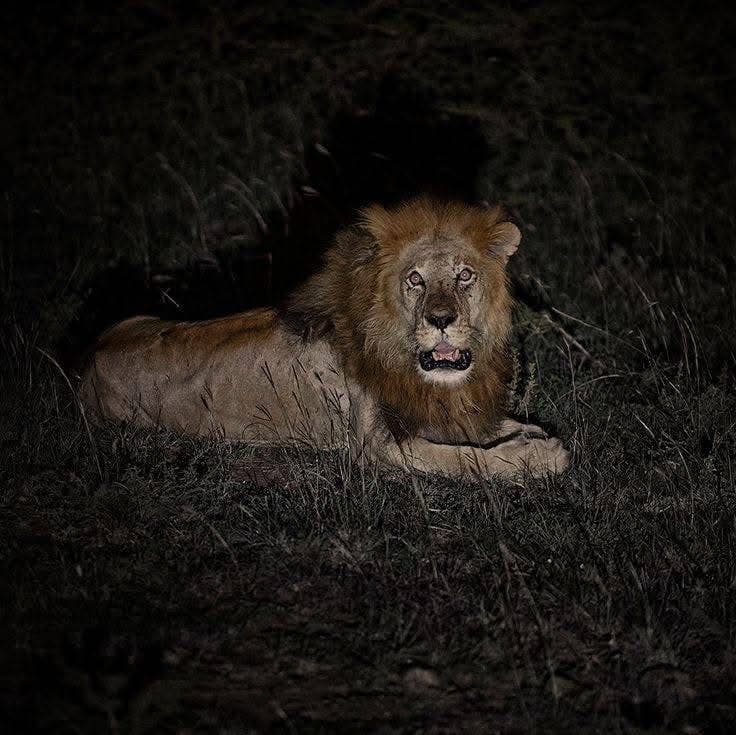 Night Game Drives - Safari experience showcasing A Nocturnal Safari Adventure in East Africa