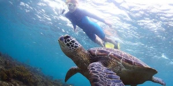 Snorkeling - Safari experience showcasing A Vibrant Underwater Safari in East Africa