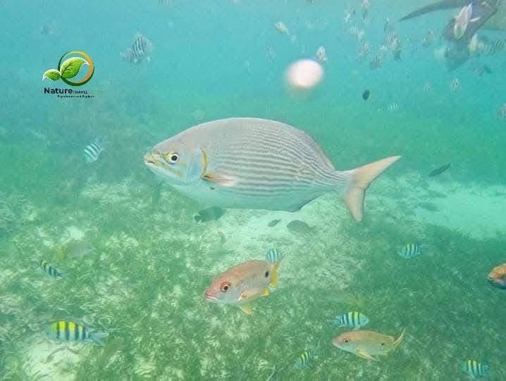 Snorkeling - Safari experience showcasing A Vibrant Underwater Safari in East Africa