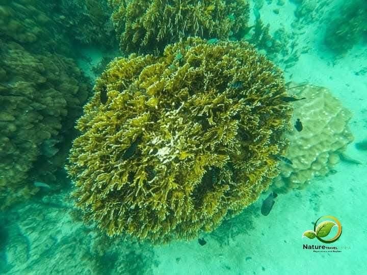 Snorkeling - Safari experience showcasing A Vibrant Underwater Safari in East Africa