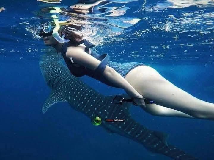 Snorkeling - Safari experience showcasing A Vibrant Underwater Safari in East Africa