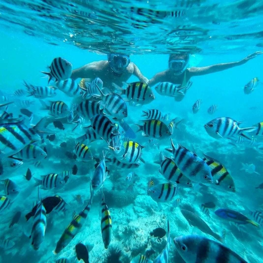 Snorkeling - Safari experience showcasing A Vibrant Underwater Safari in East Africa