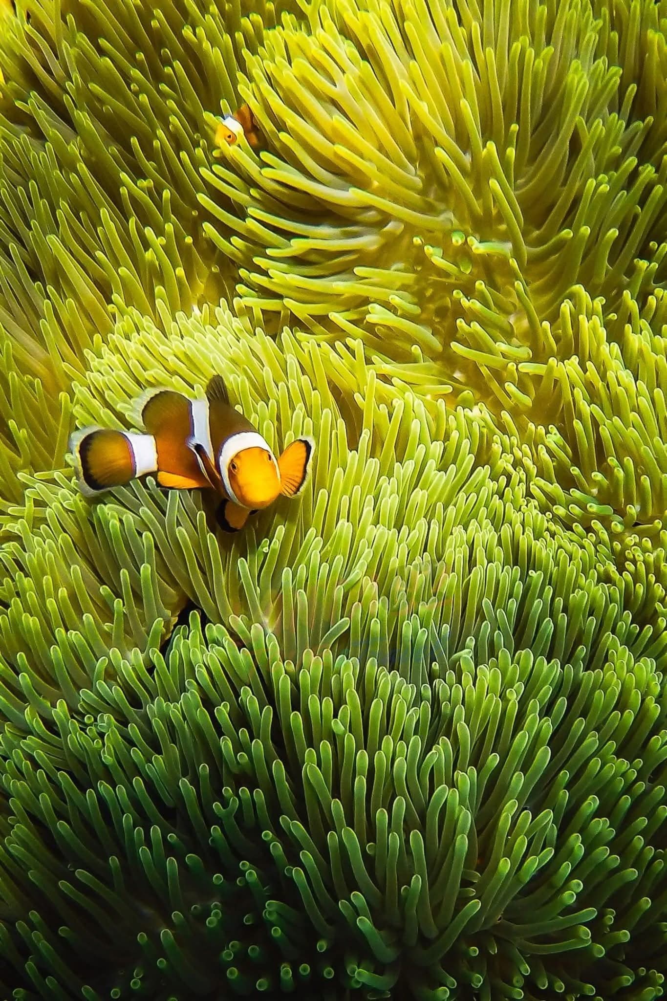 Snorkeling - Safari experience showcasing A Vibrant Underwater Safari in East Africa