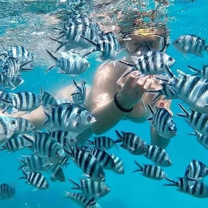 Snorkeling - Safari experience showcasing A Vibrant Underwater Safari in East Africa
