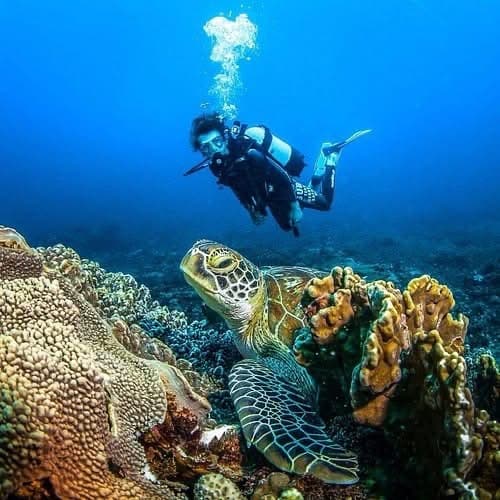 Snorkeling - Safari experience showcasing A Vibrant Underwater Safari in East Africa