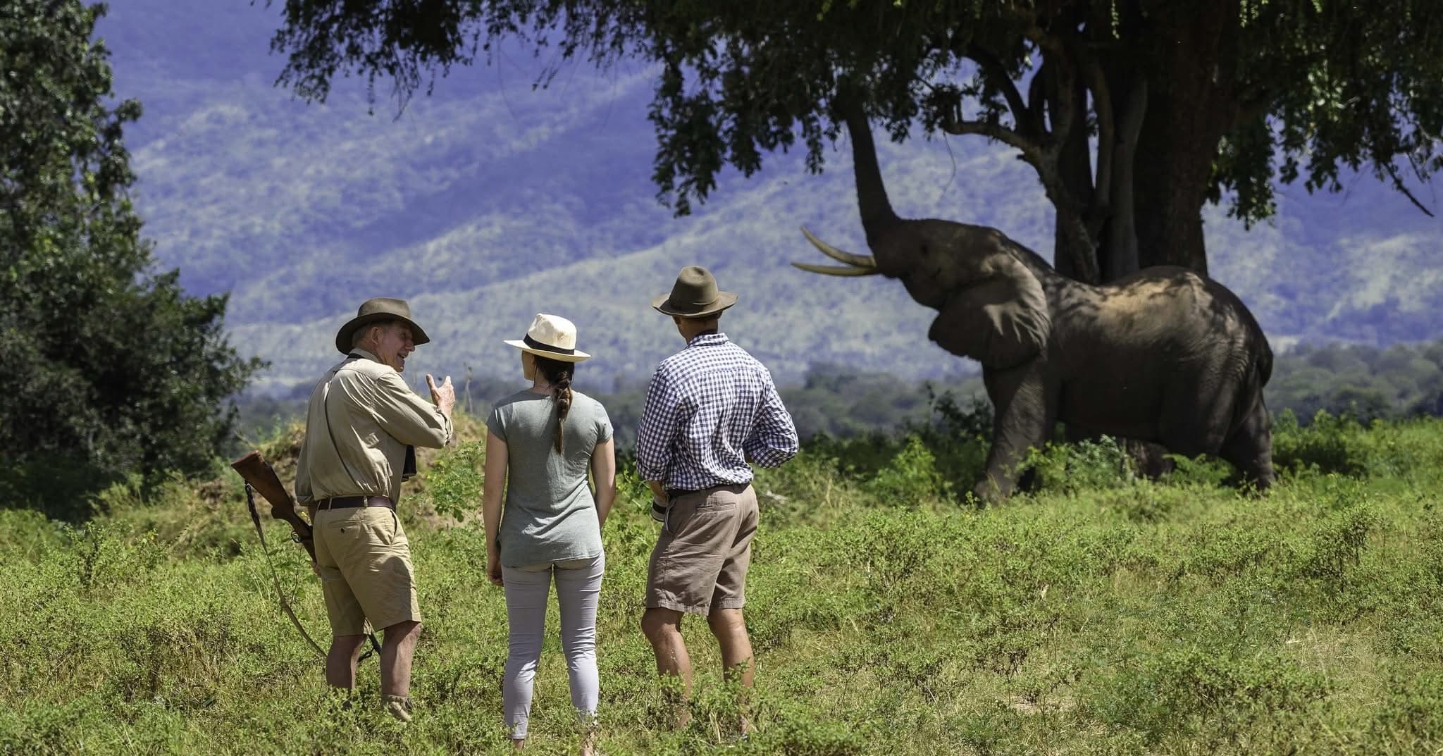Guided Walking Safaris - Safari experience showcasing A Thrilling Safari on Foot in East Africa