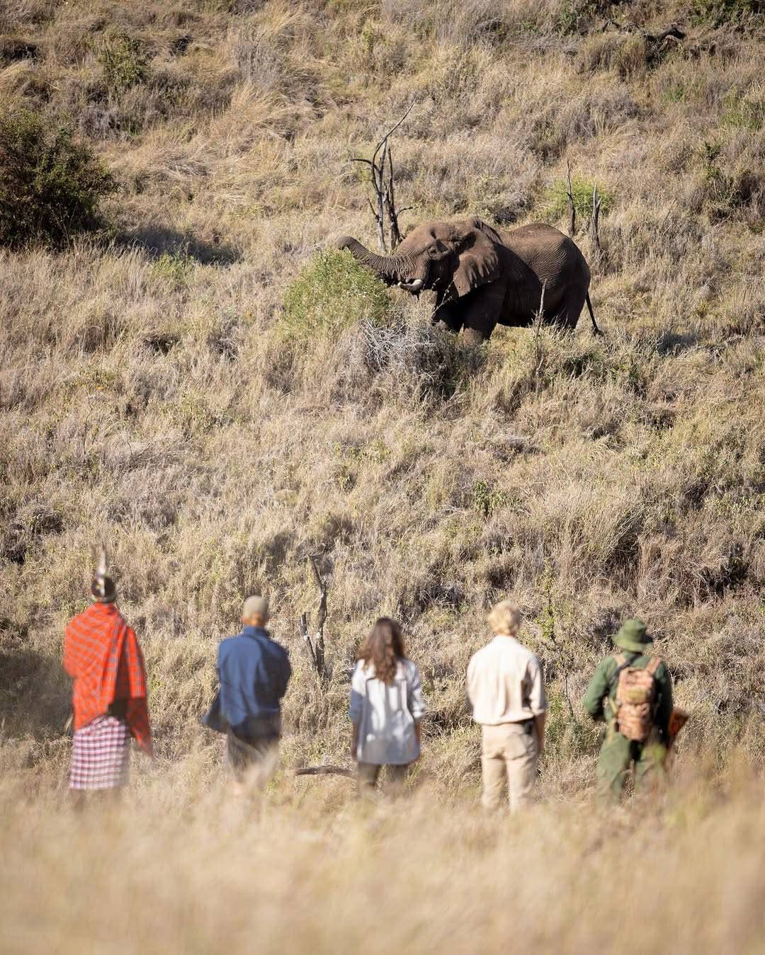 Guided Walking Safaris - Safari experience showcasing A Thrilling Safari on Foot in East Africa